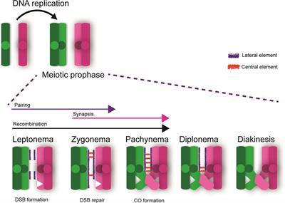 Meiotic Cohesin and Variants Associated With Human Reproductive Aging and Disease